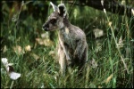 Young kangaroo joey