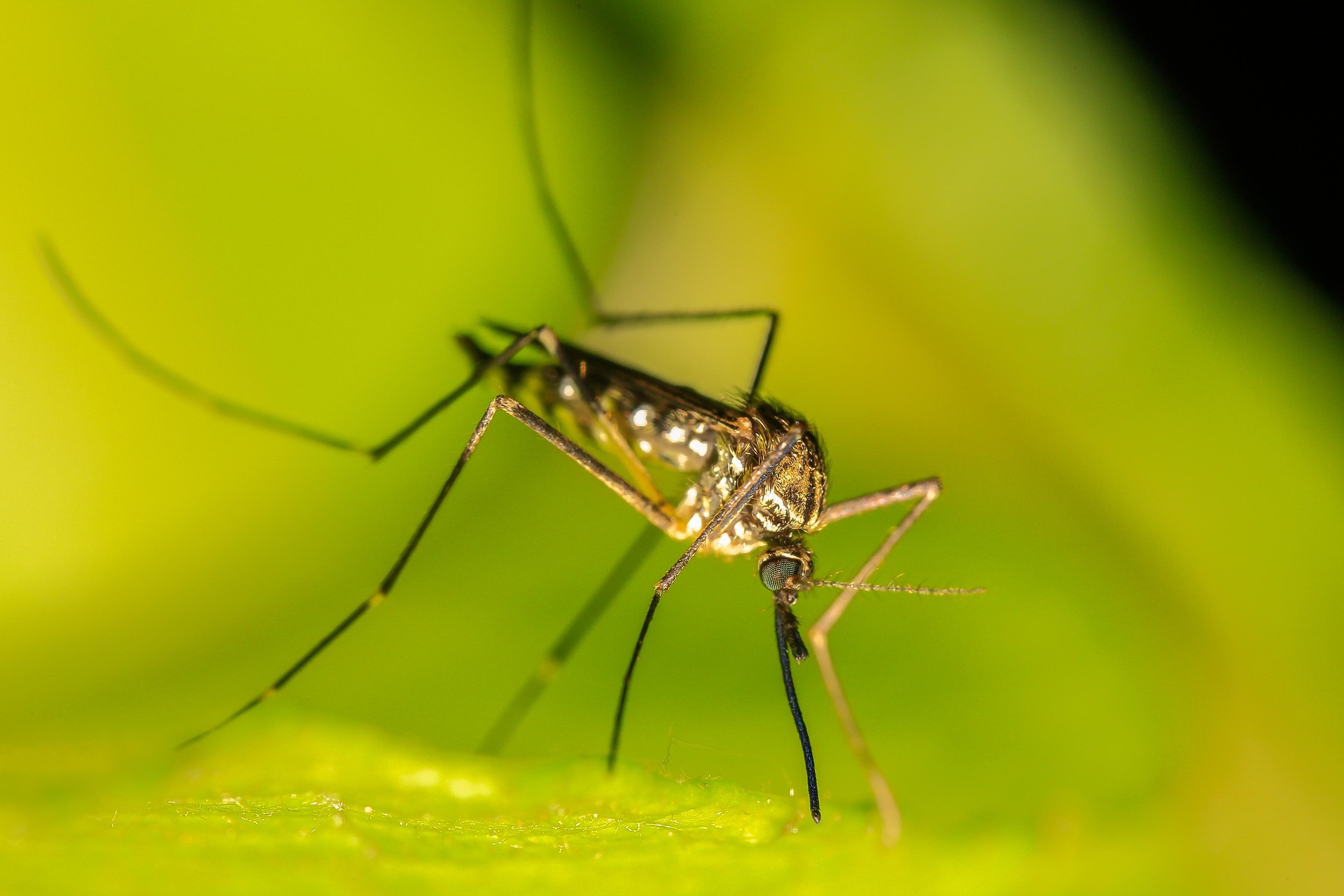 Mosquito Control Image
