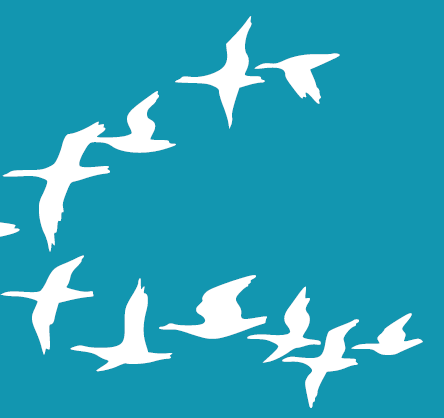 H5 Bird Flu Alert - Stay Informed